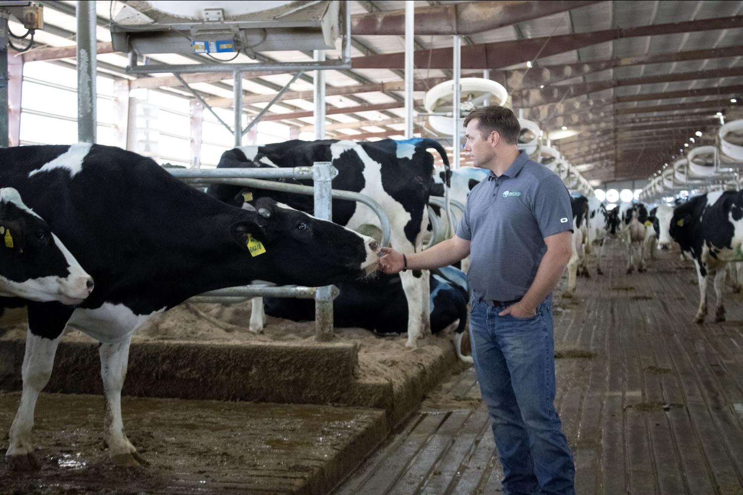 Ken McCarty reaches towards a cow while walking through a barn at a MVP Dairy farm.